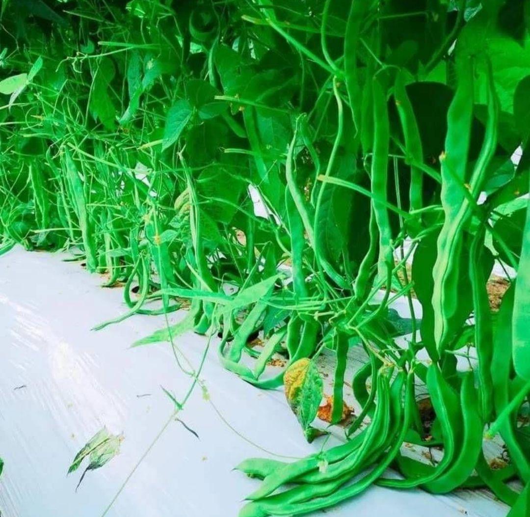 21izumo921AB品込み10㌔入り