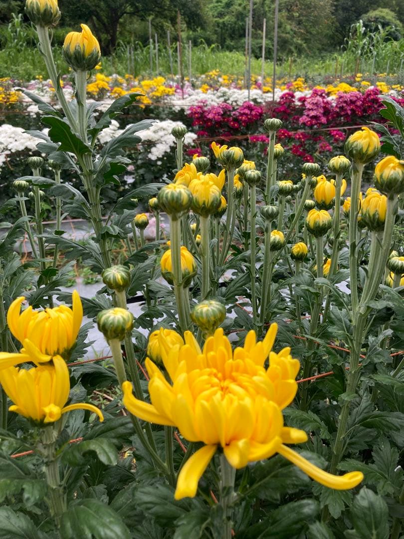 訳あり　丸干し芋 生産農家だからできると〜てもお得‼️ なまとめ売り 11kg