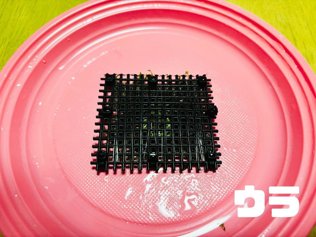 【無農薬】ウィローモスマット 約6cm×5cm