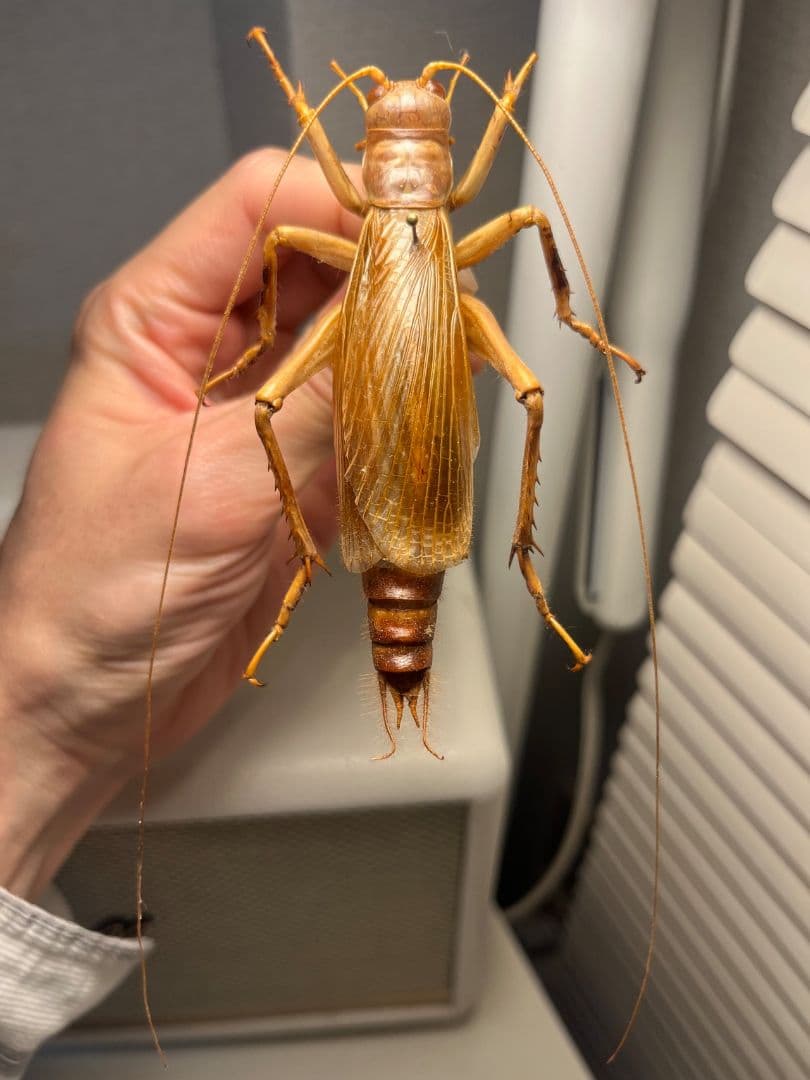 【大人気種】リオック Sia ferox コロギス 昆虫標本デュビアタランチュラ