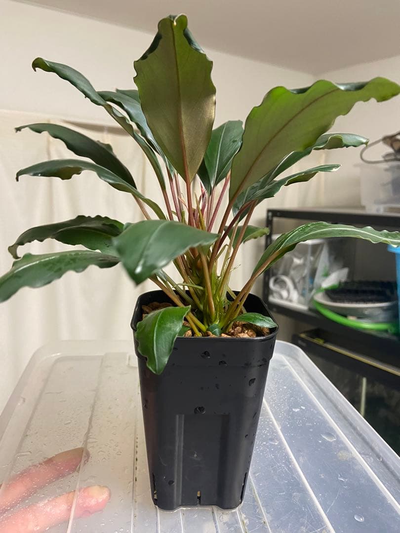 Bucephalandra sp.ダイヤモンドダスト