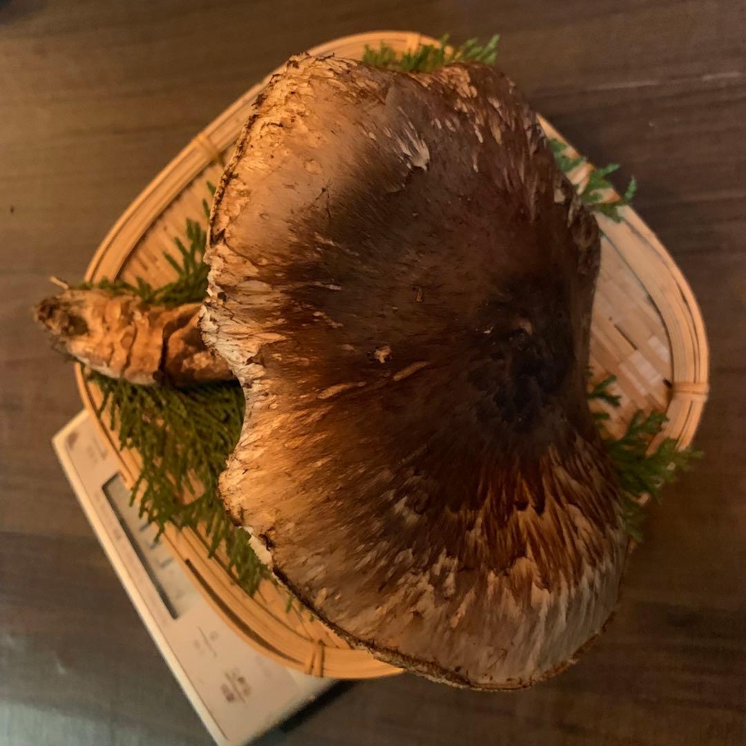 ⑨【岩手県産天然松茸】収穫最終　国産本場　デカ開き採れたて　産地直送　195g