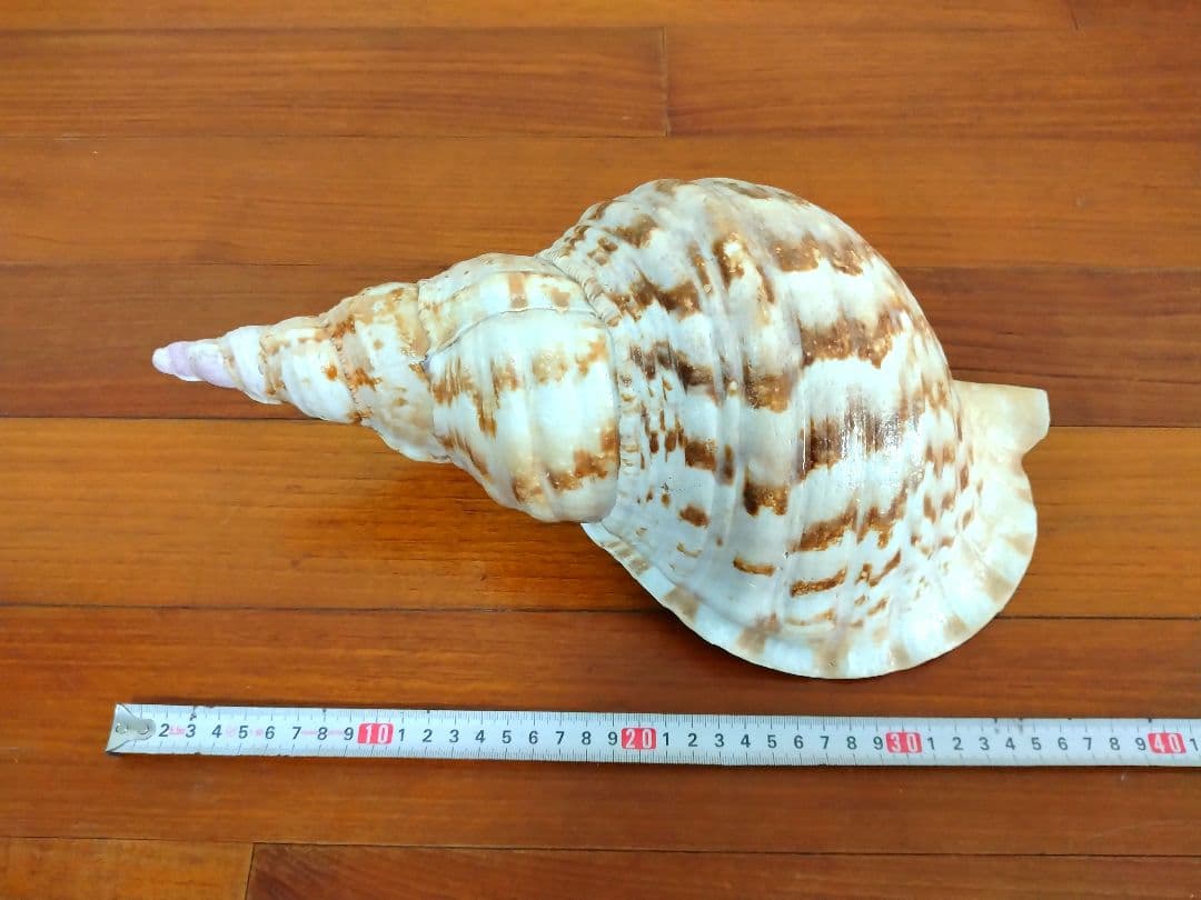 法螺貝 ほら貝 ホラ貝 約1.2キロ 特大 沖縄