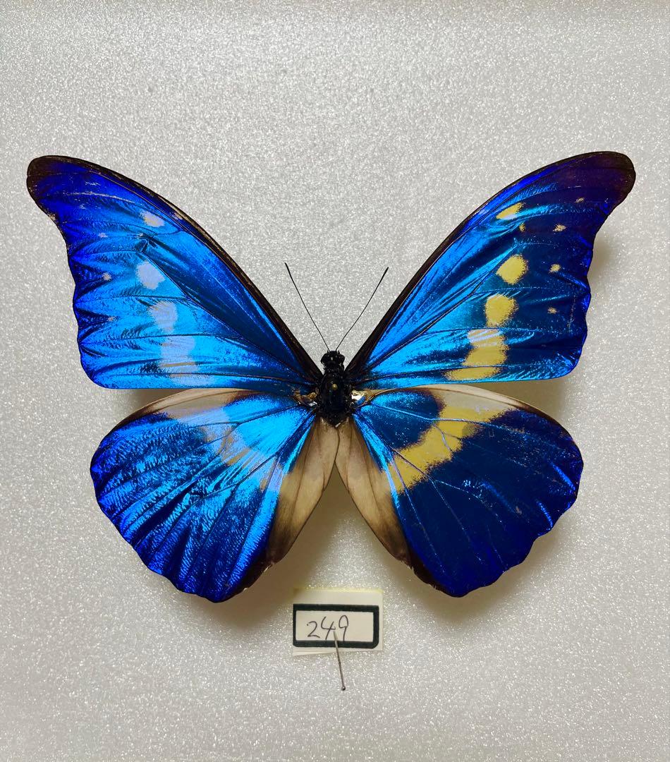 ヘレナモルフォ（ペルー産、オス）