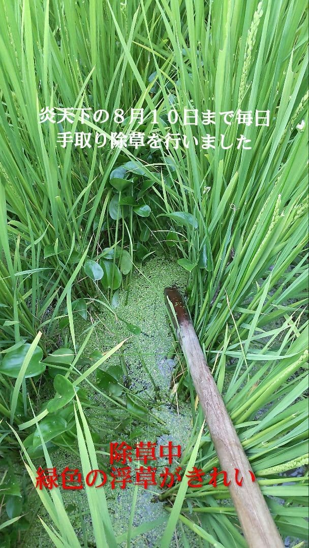 私はお客様を騙せない ７年産コシヒカリ 元気な玄米10kg　特別栽培①農薬不使用