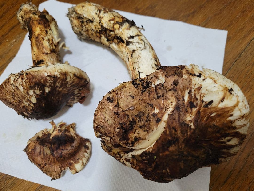 特大　国産　岩手県産　松茸　330g