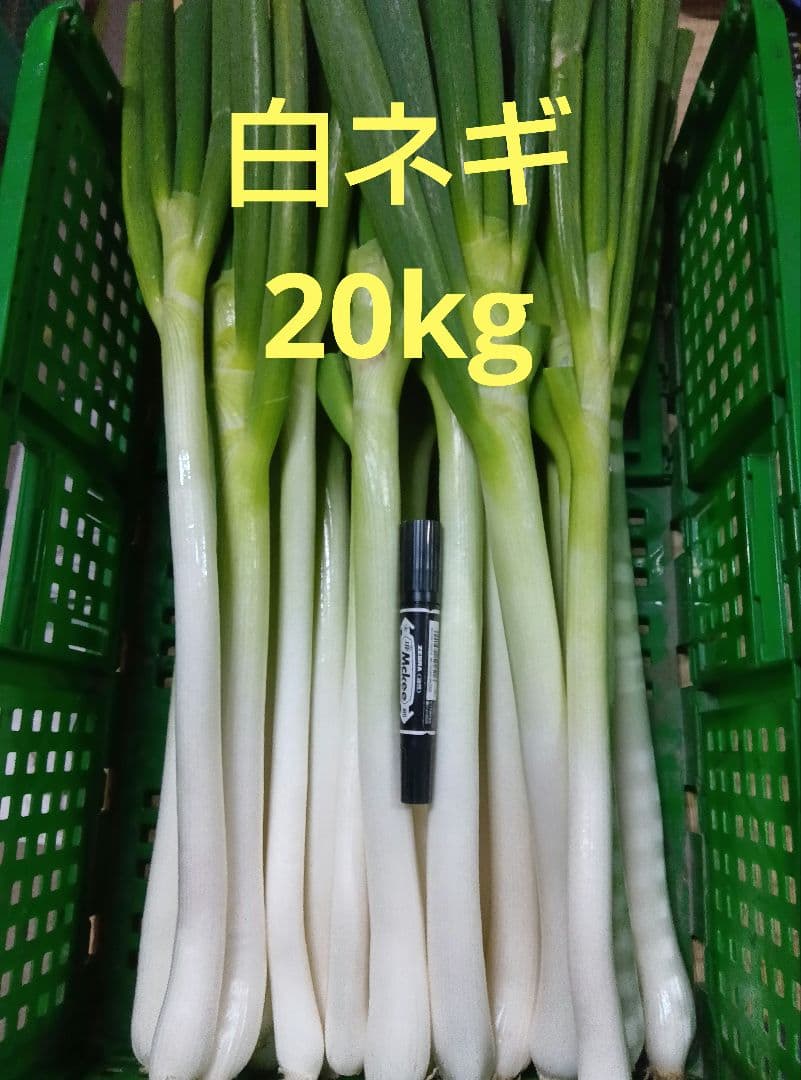 鳥取県産　白ネギ　20kg　長ネギ
