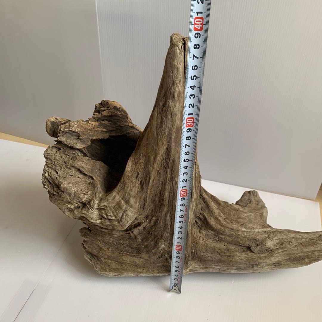 アク抜き済み流木　No.161 超レア型