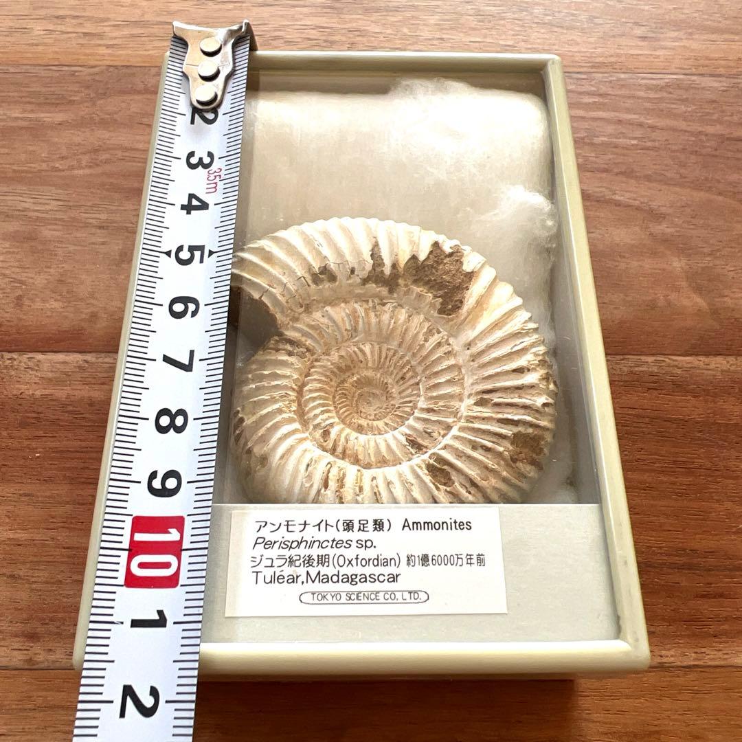 ジュラ紀 アンモナイト標本 Perisphinctes sp.約1億6000年前