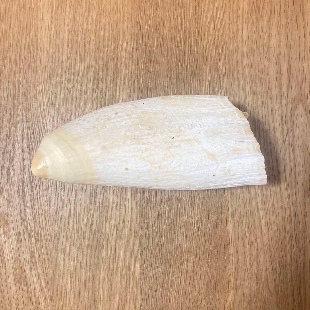 抹香鯨　マッコウクジラ 歯牙 印材 根付 鯨歯 575g