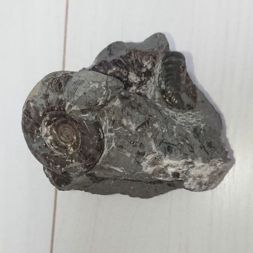 希少 アンモナイト 化石 入手困難 本物