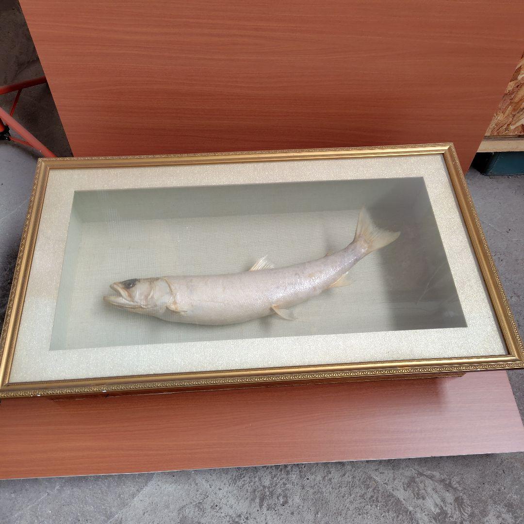 イトウの標本（剥製）