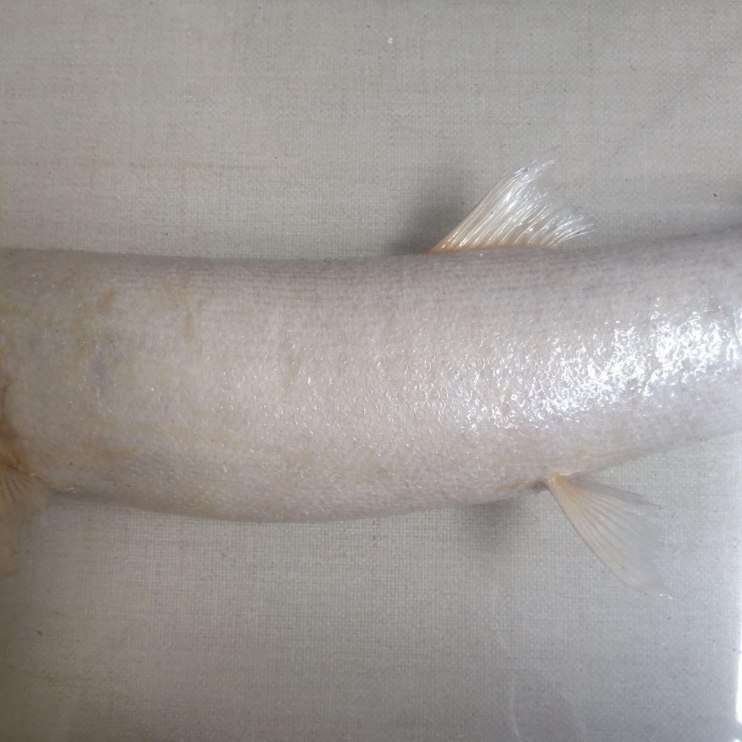 イトウの標本（剥製）