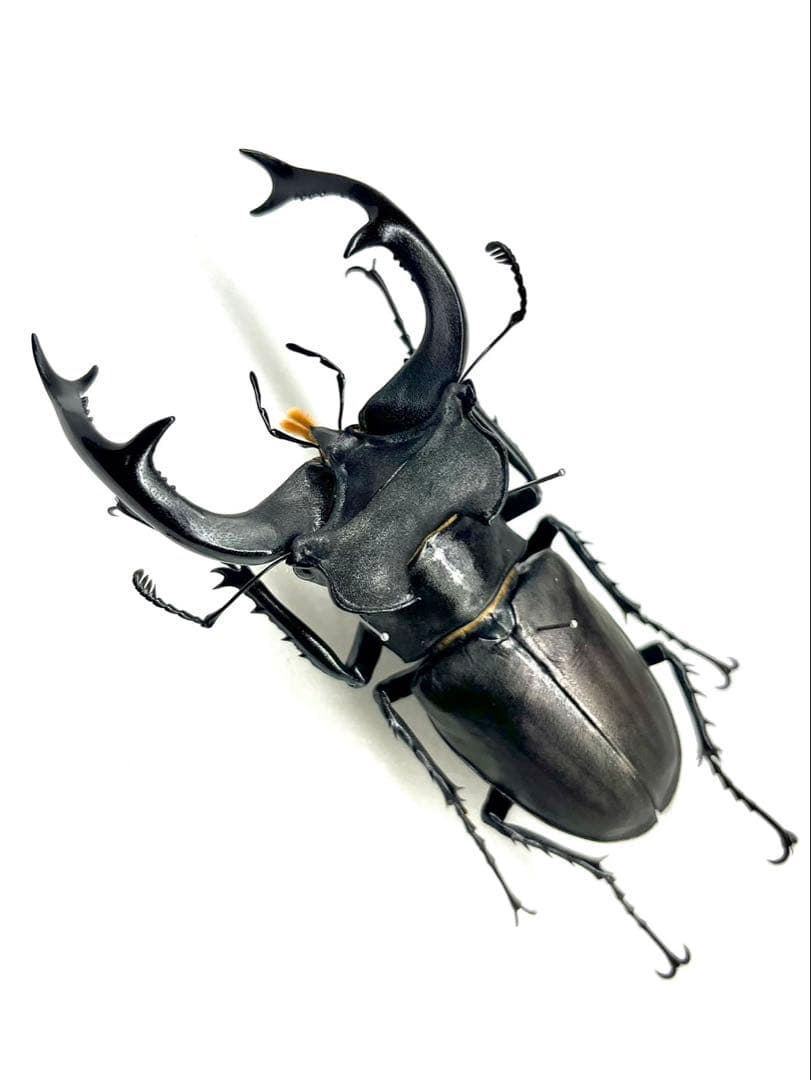 ユダイクスミヤマクワガタ　ペア　標本