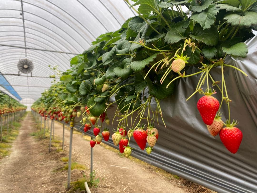 ‼️期間限定‼️【クール便送料込】スターナイト朝採いちご2箱8パック入2kg以上