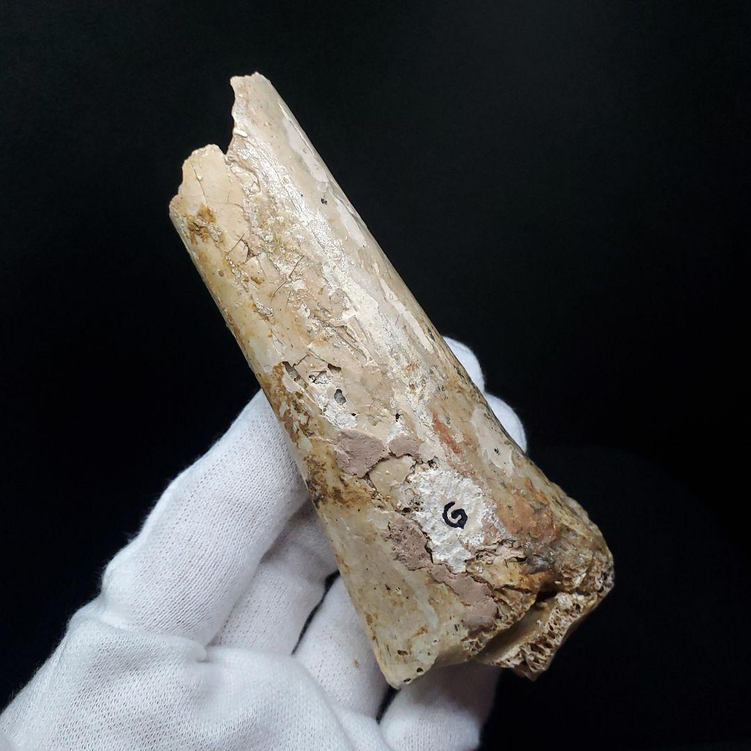 希少 アンハングエラ 化石 中手骨 恐竜 本物 111.02mm fr74