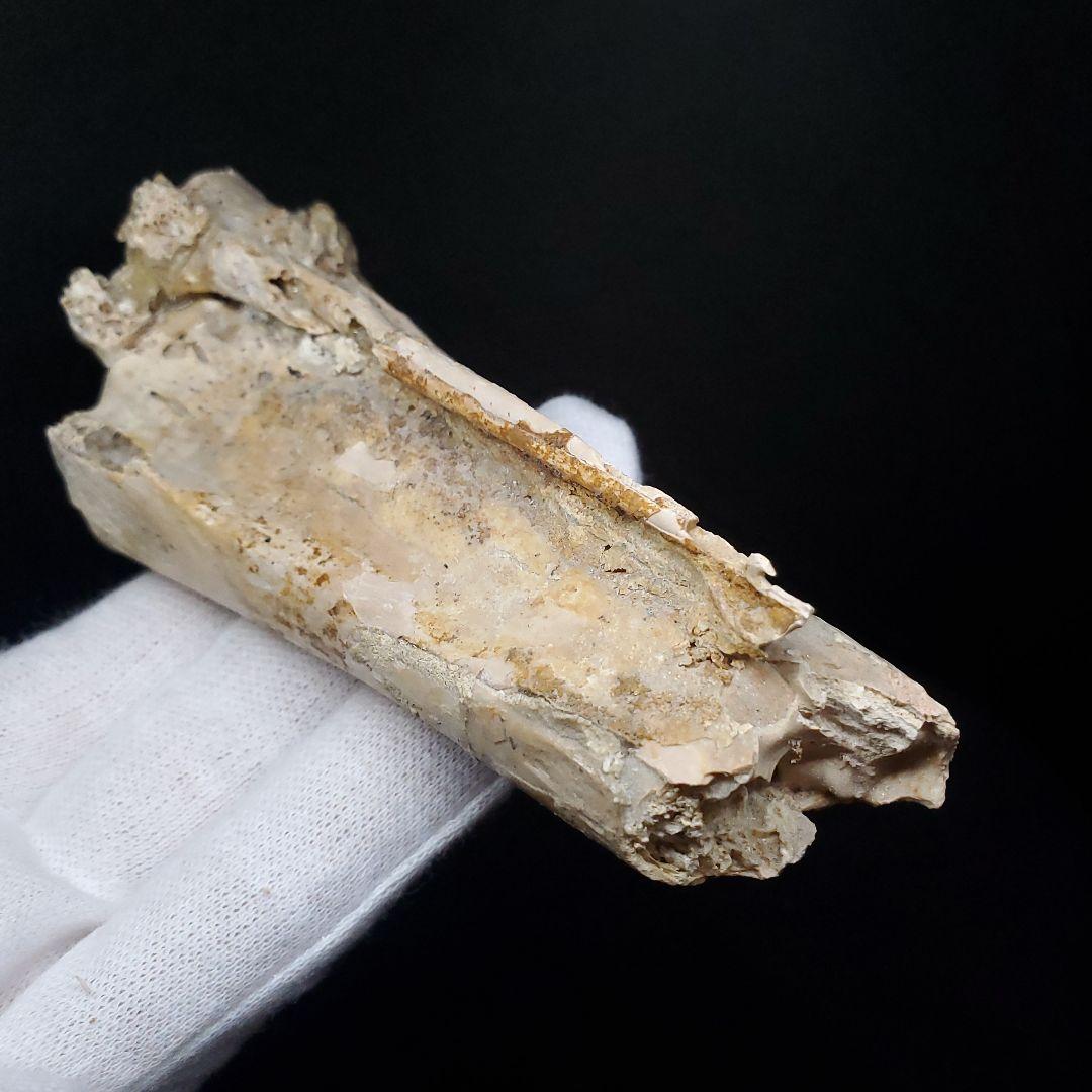 希少 アンハングエラ 化石 中手骨 恐竜 本物 111.02mm fr74