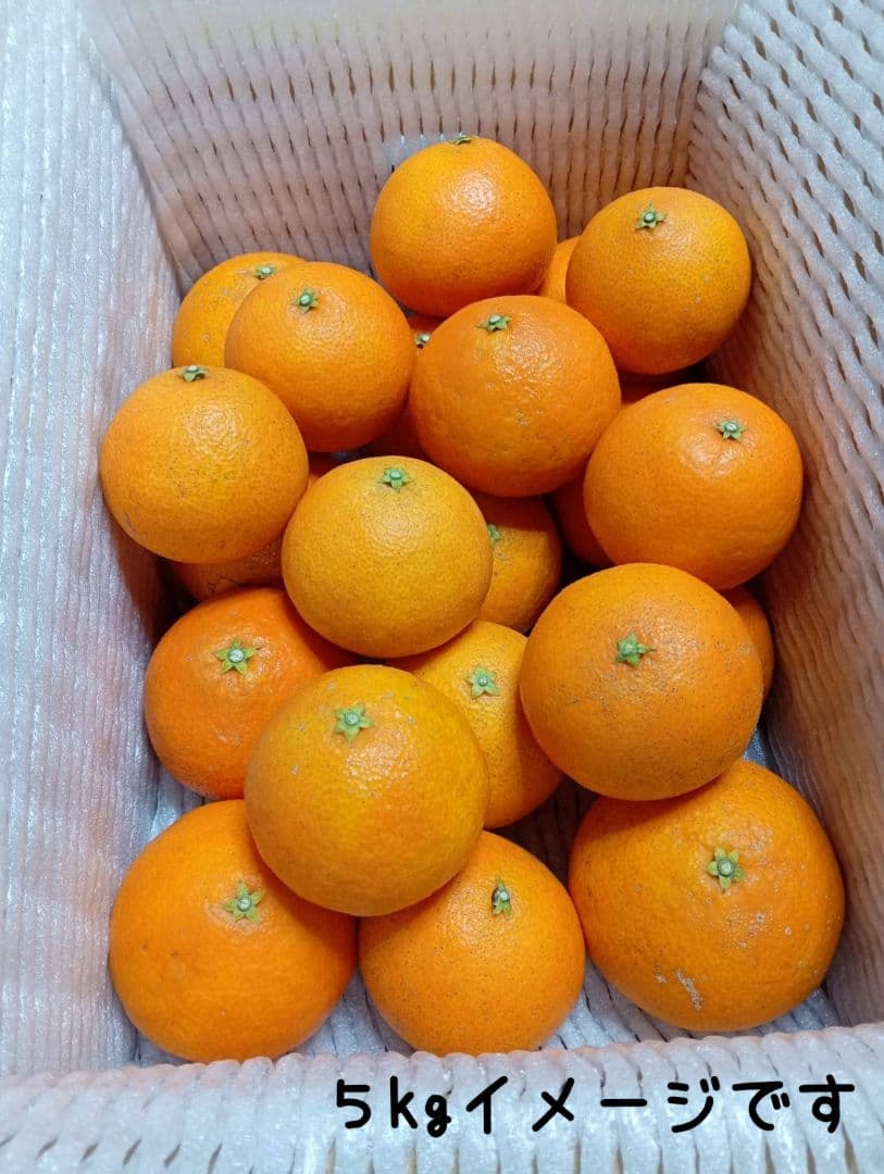 181愛果 まどんな 家庭用 10kg