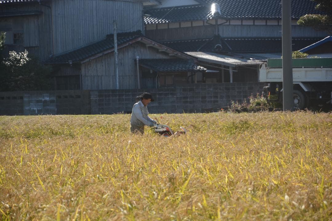 2025年　朝日米5kg白米　たけ爺ブランド米 栽培期間中無化学肥料・無農薬栽培