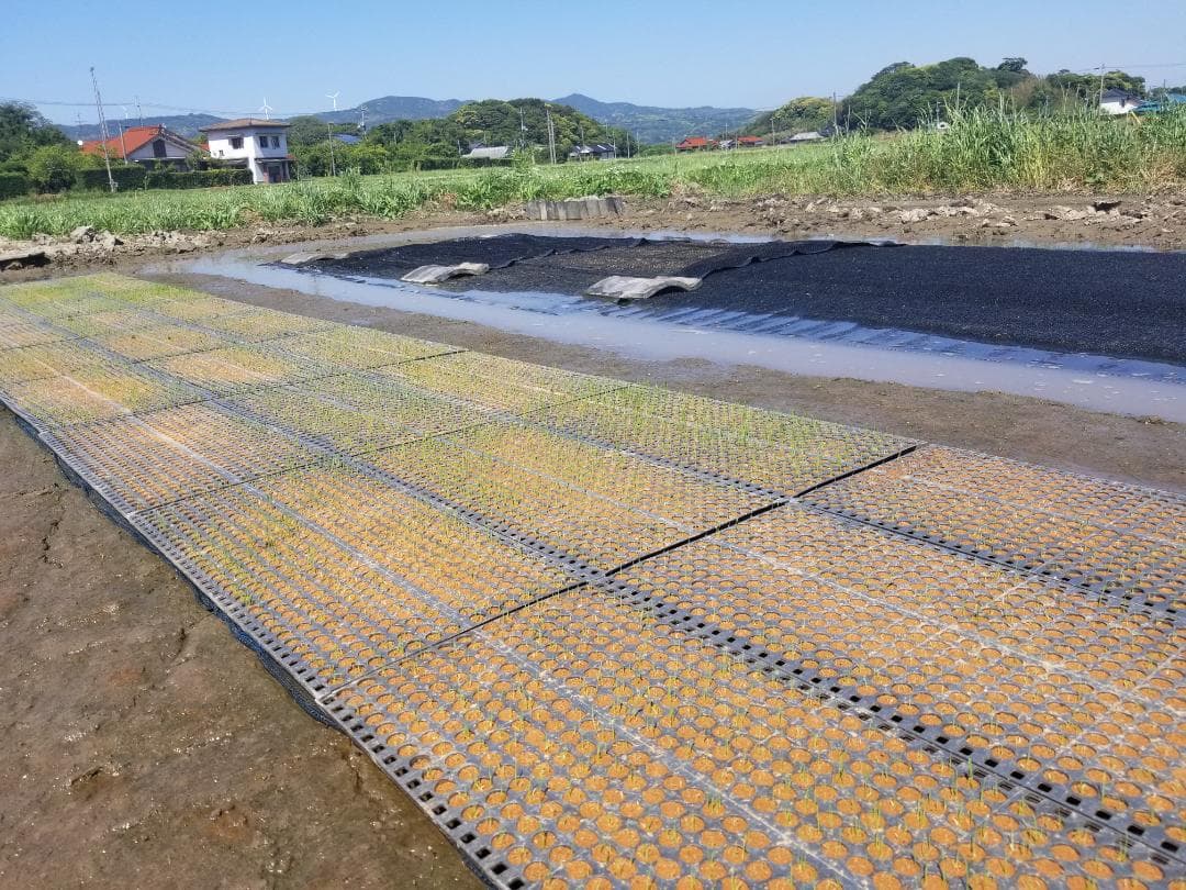 2025年　朝日米5kg白米　たけ爺ブランド米 栽培期間中無化学肥料・無農薬栽培