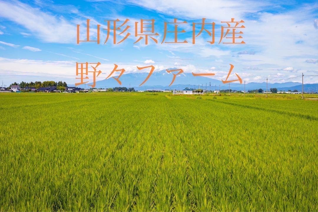 ササニシキ　10kg 令和7年　山形　特別栽培米