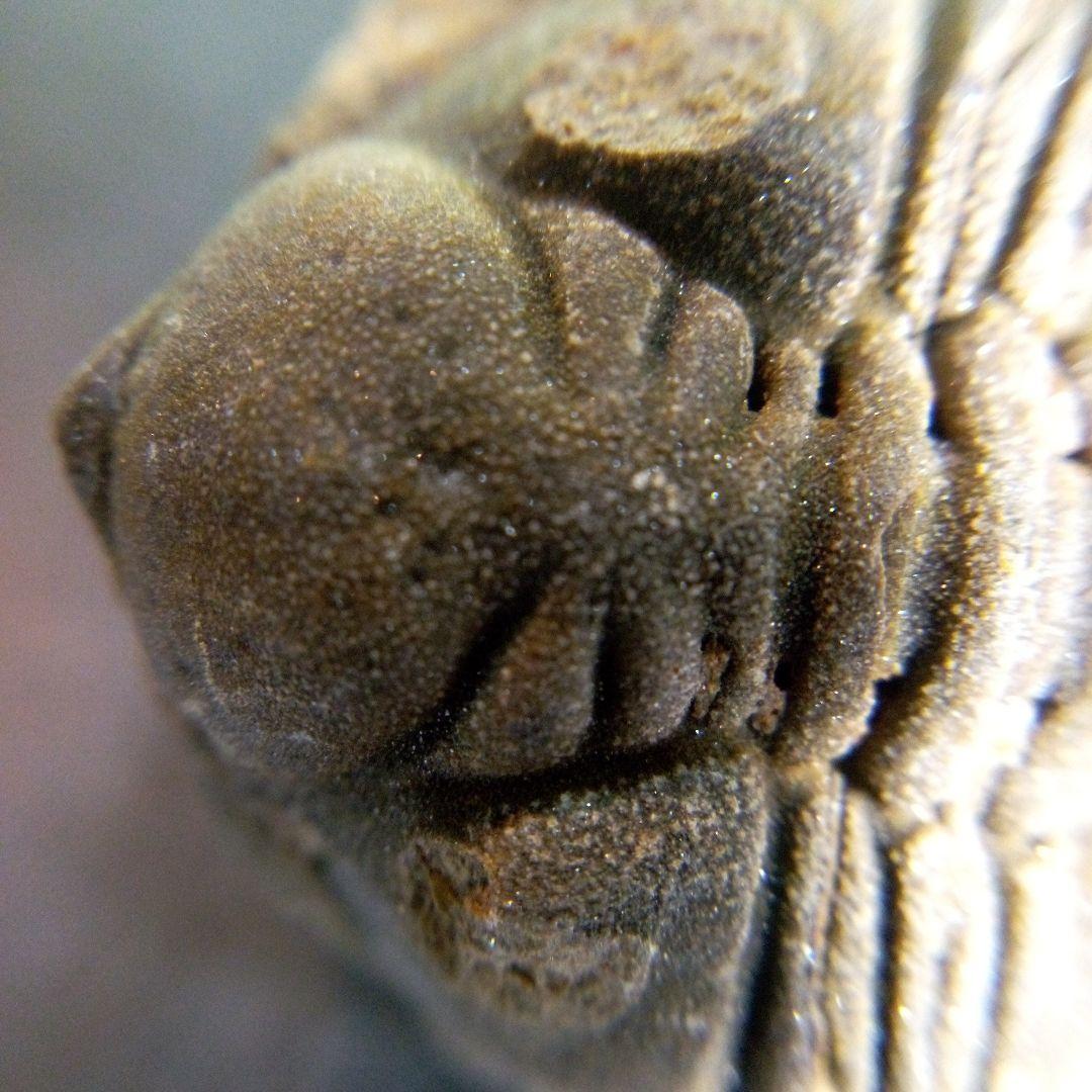 三葉虫　化石　fossil　ボリビア産　trilobite　Bolivia化石⑨