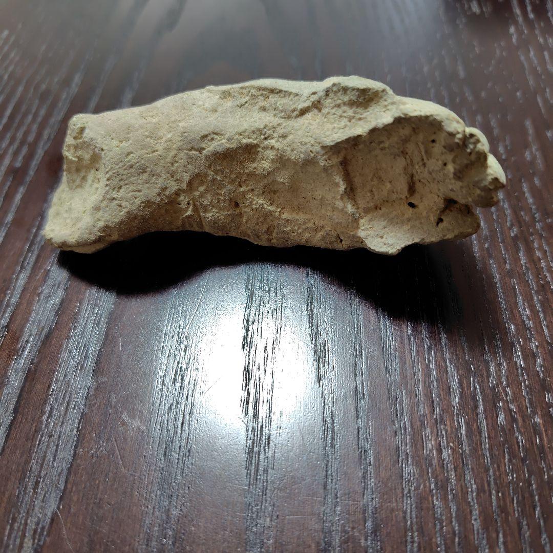 曲線的な形状の古瓦の化石