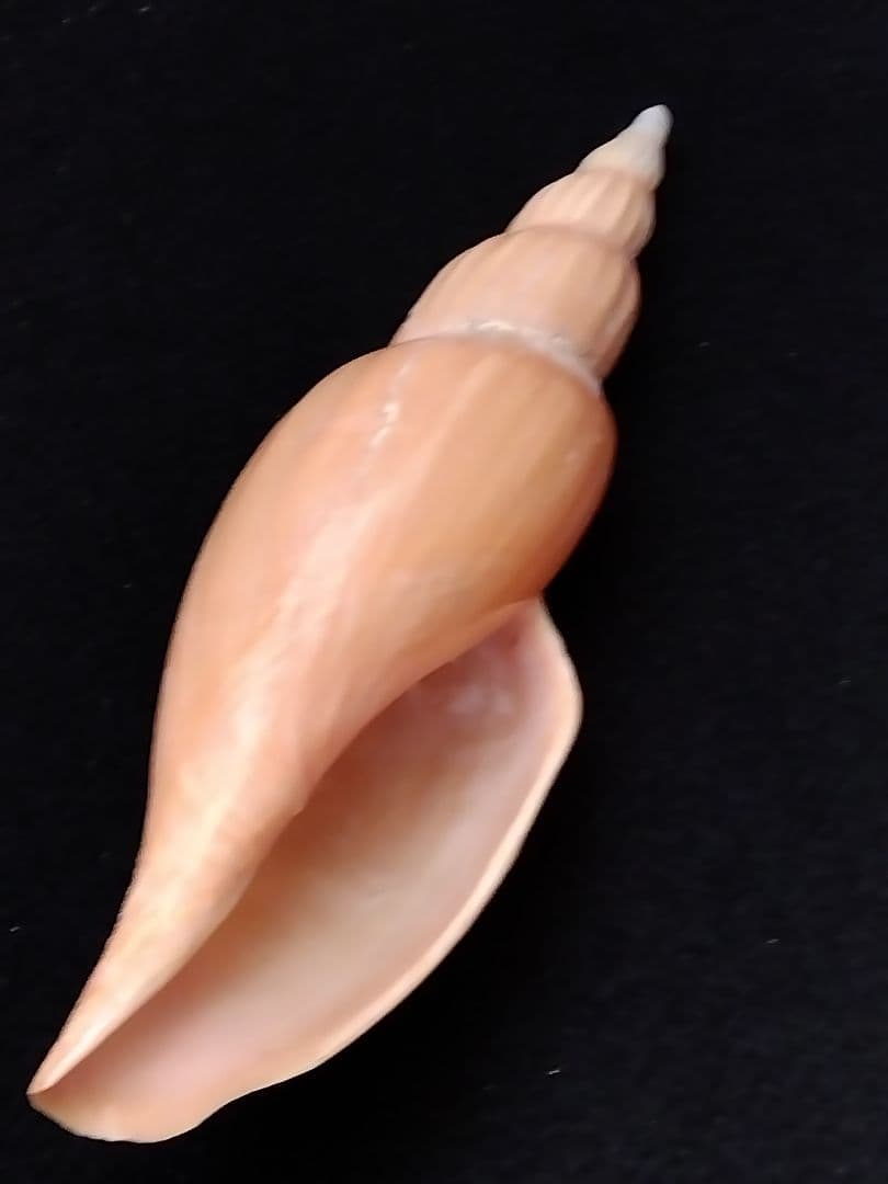 貝殻の標本　スウェインソンモオリガイほか５点（ガクフボラ科）