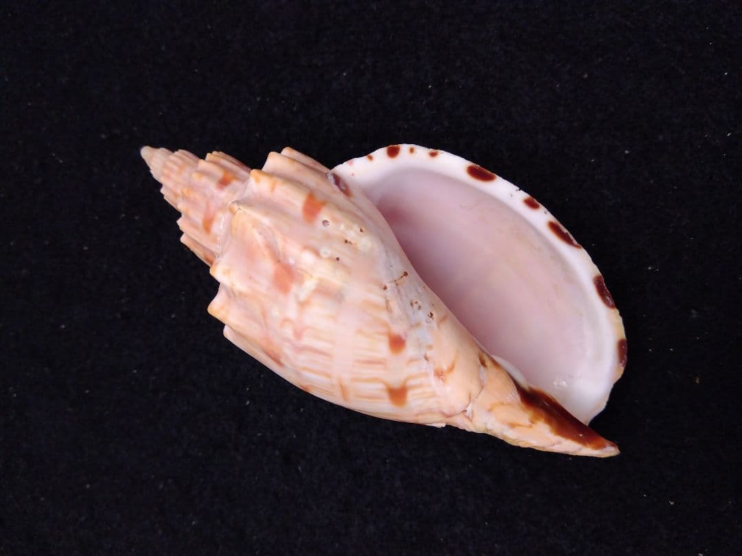 貝殻の標本　スウェインソンモオリガイほか５点（ガクフボラ科）