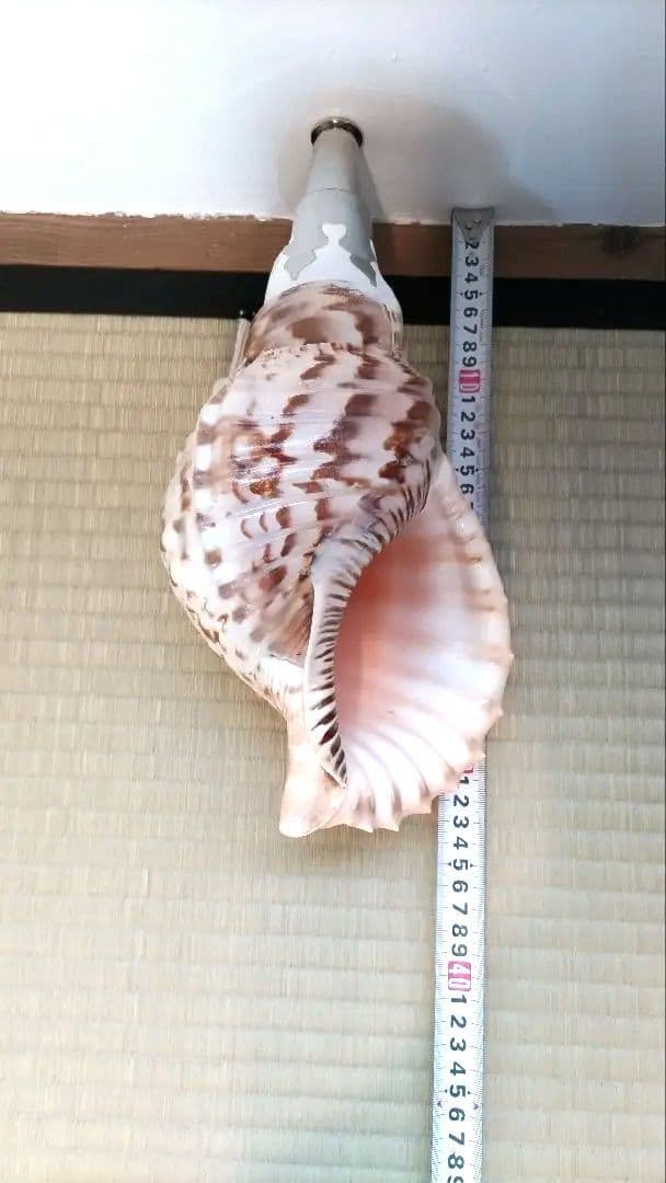 法螺貝③