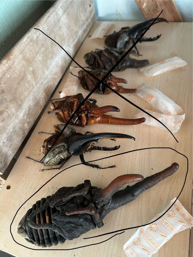 ヘラクレスヘラクレス　蛹　標本