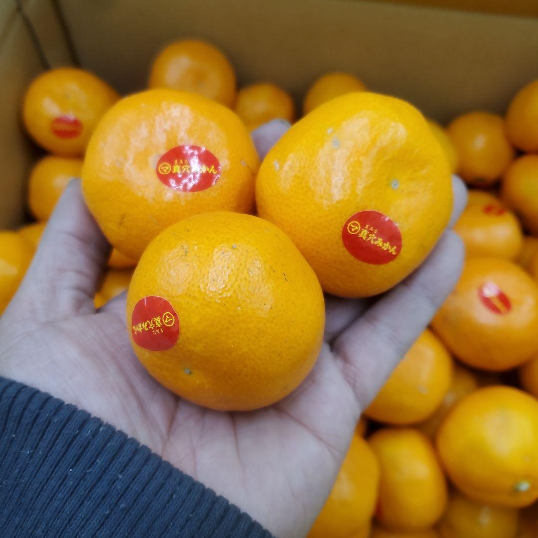 0️⃣0️⃣ 愛媛県産 真穴みかん Sサイズ 箱込み１０キロ②