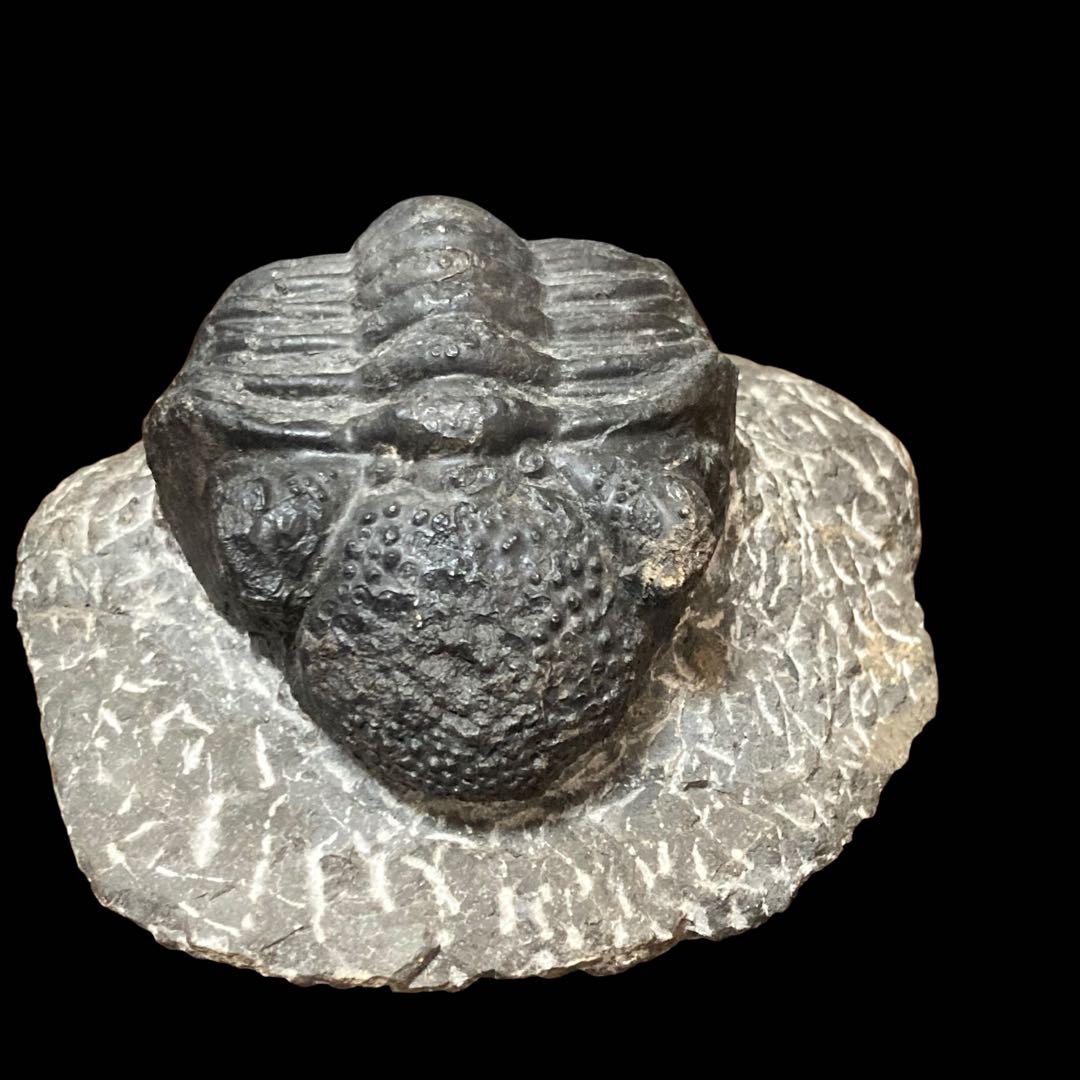 三葉虫化石 特大サイズ　全長約13cm