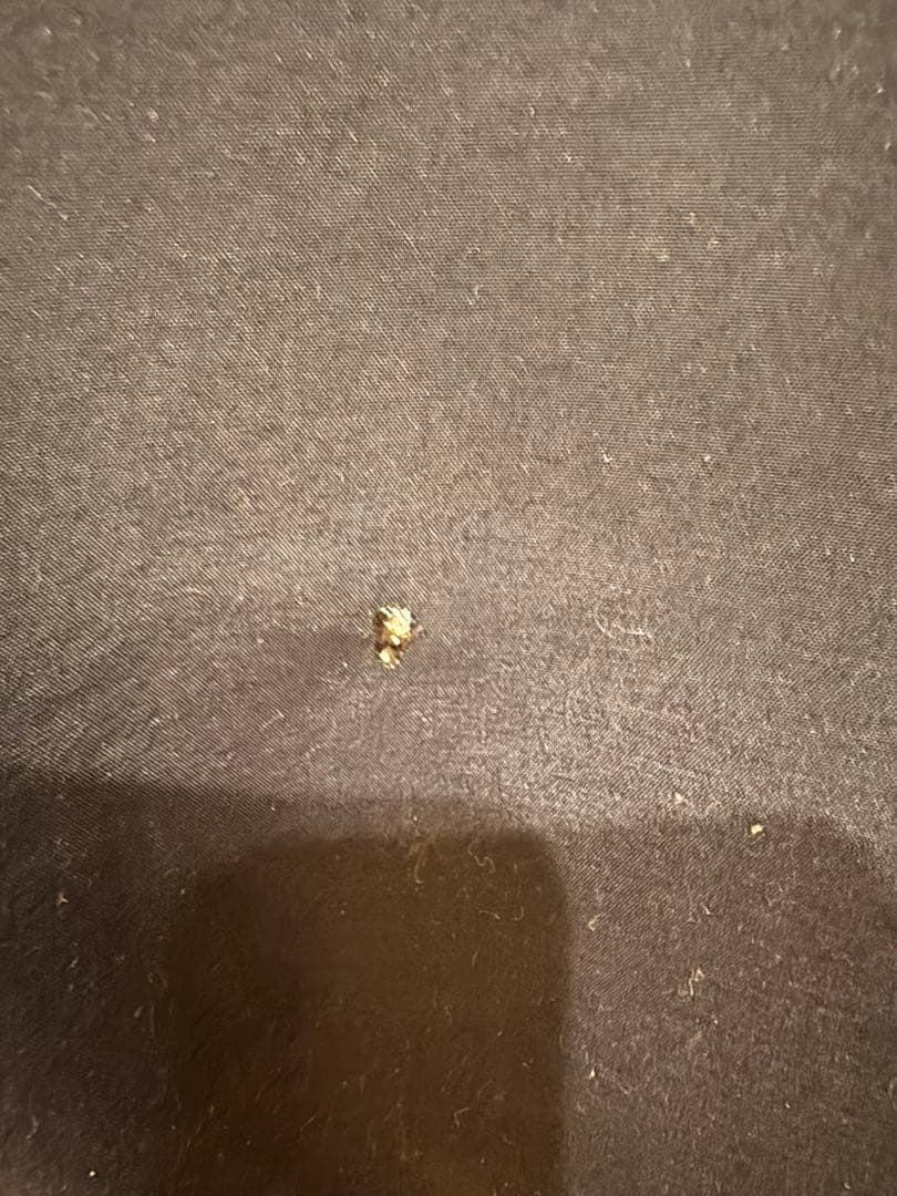 Daiwa GORE-TEX プロダクト　レインスーツ ブラック　DR−1906