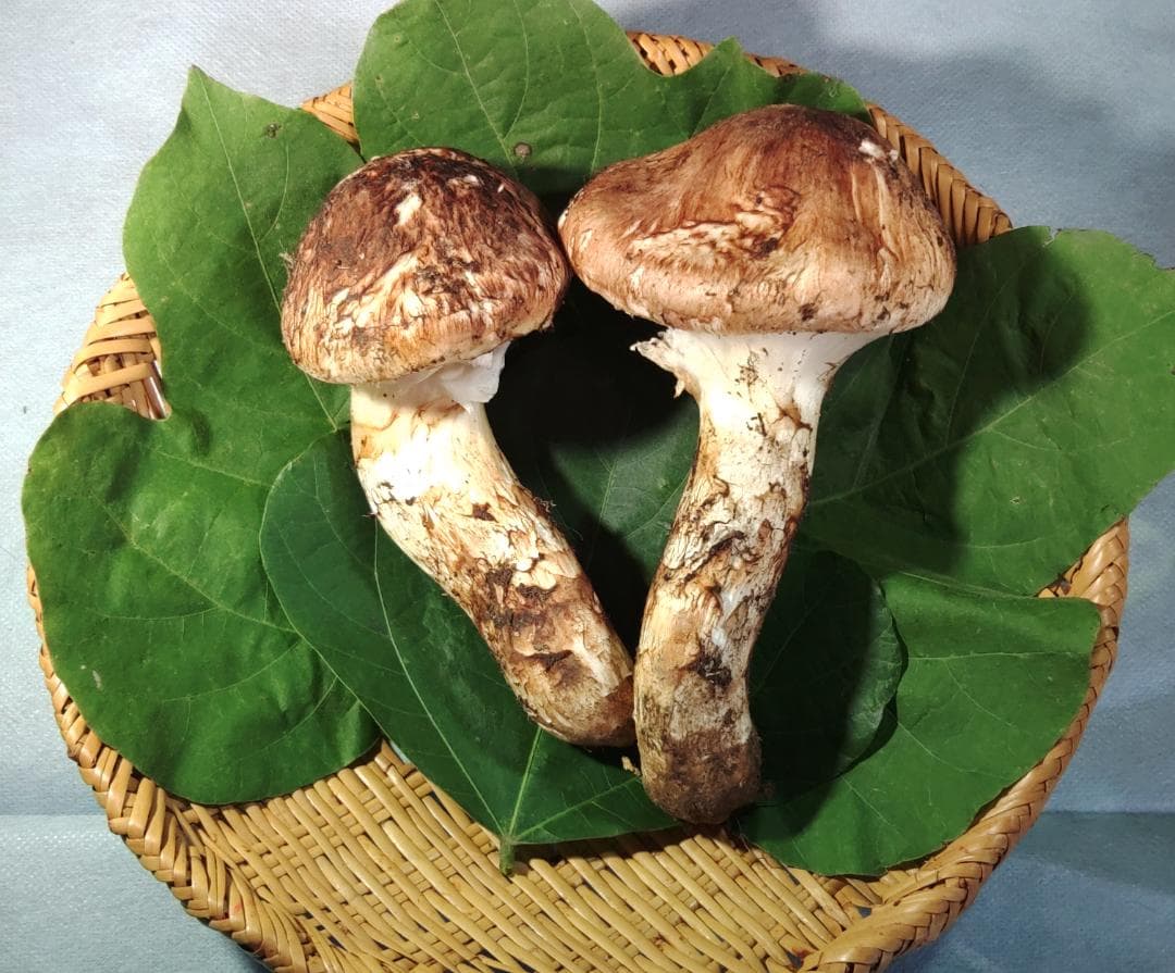 岩手県産 松茸 212g