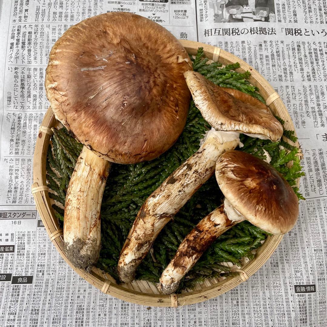 天然きのこ 松茸 国産 良品‼️ マツタケ まつたけ 森の凛さん採取 その168