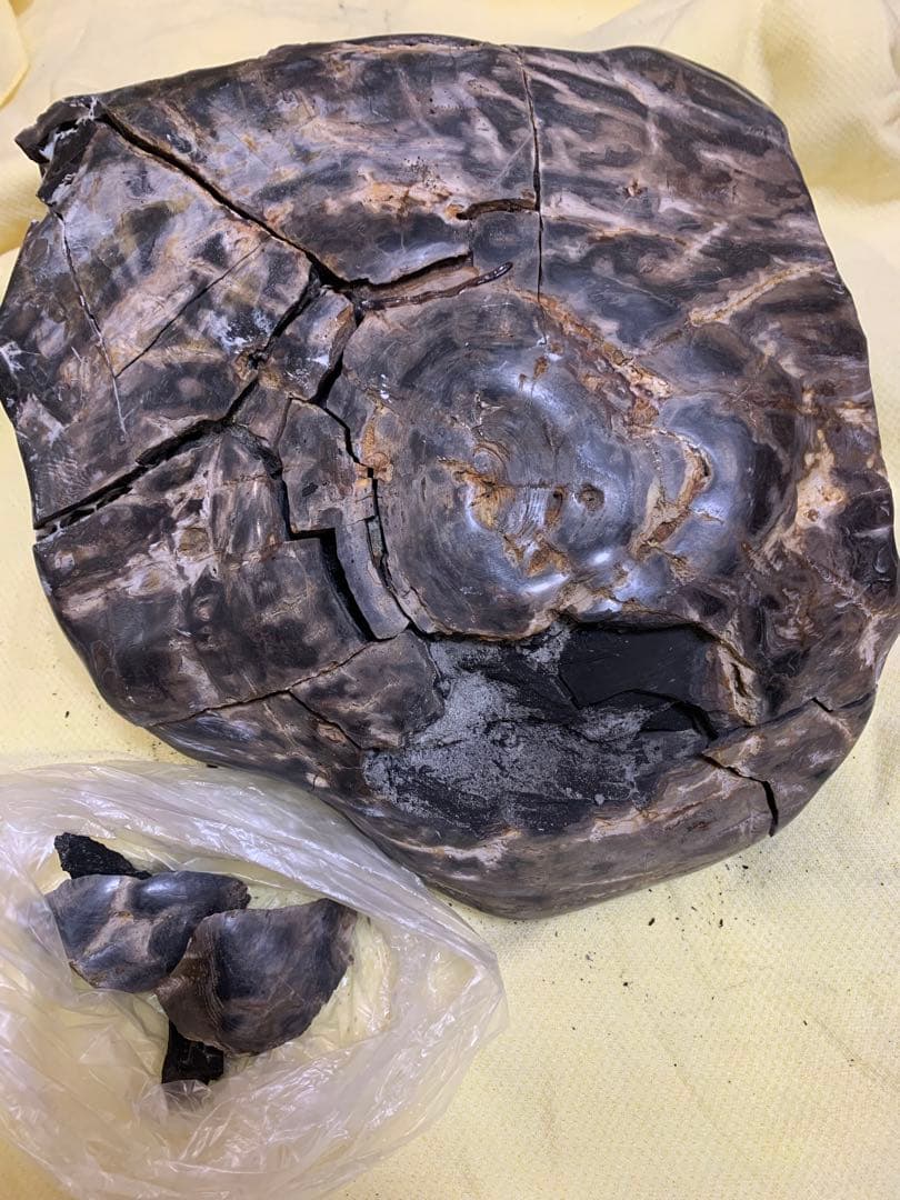 珪化石 木の化石 木化石 鑑賞置物 現状品 ジャンク品