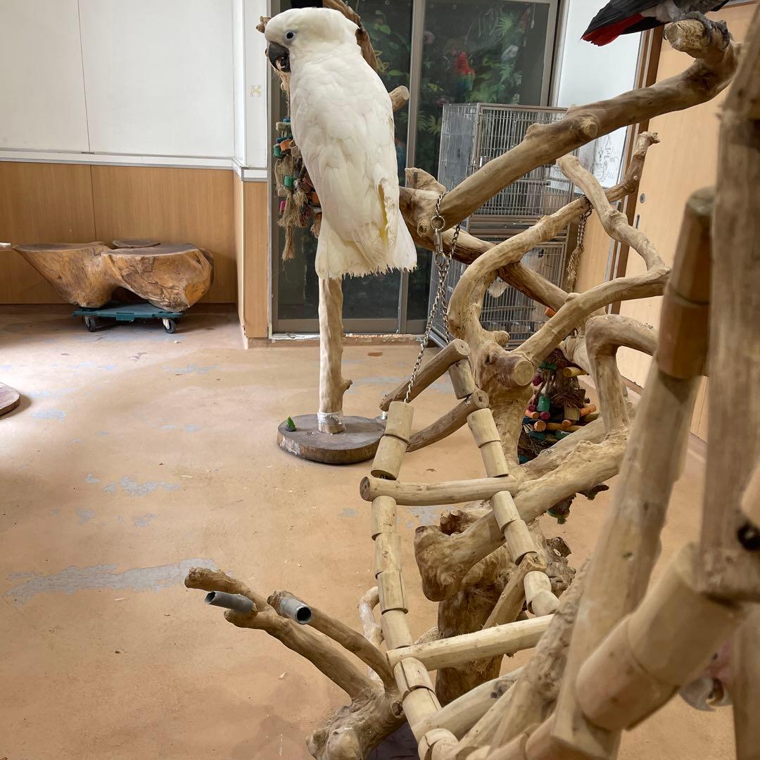 大型インコ、オウムおもちゃ