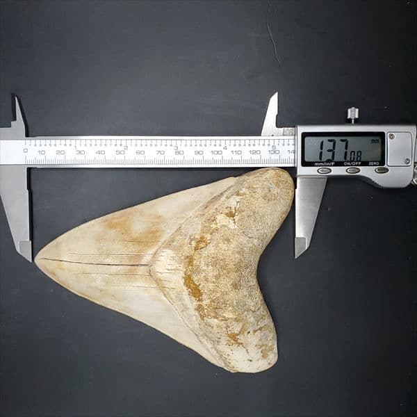 極上 メガロドン 歯 化石 本物 インドネシア 127.72mm mg10