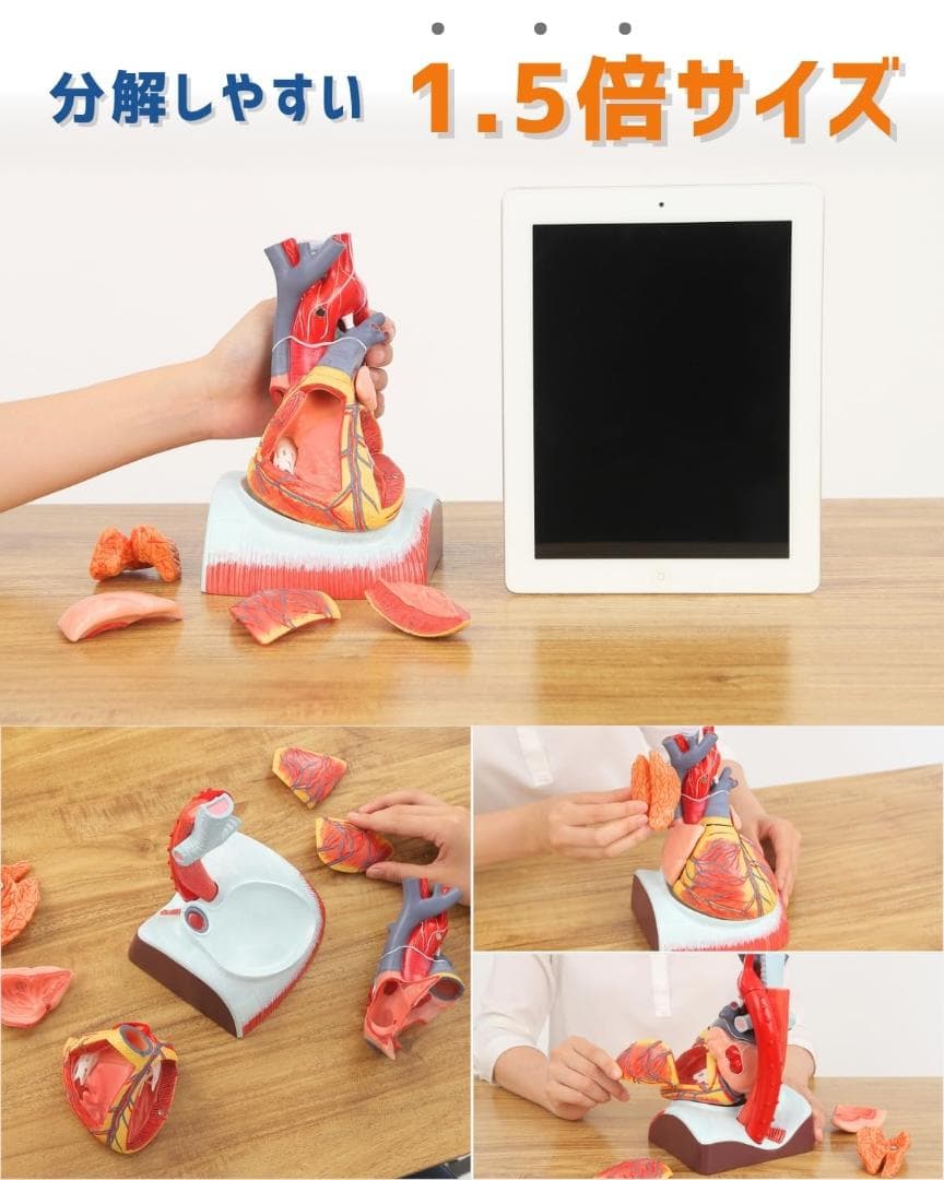 KIYOMARU 心臓模型 1.5倍大 10分解 教育用 新品