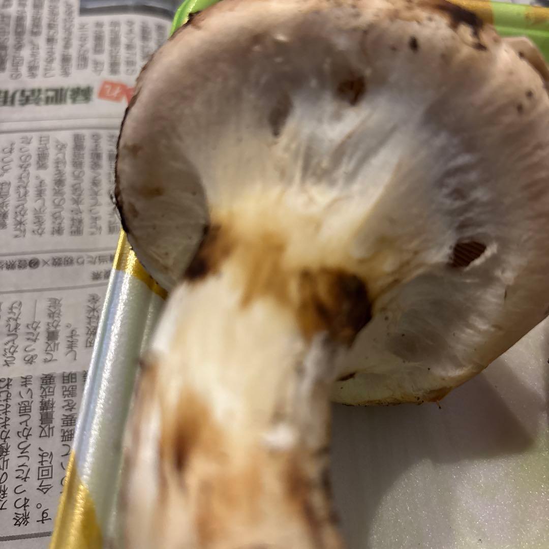 岩手県産　天然松茸