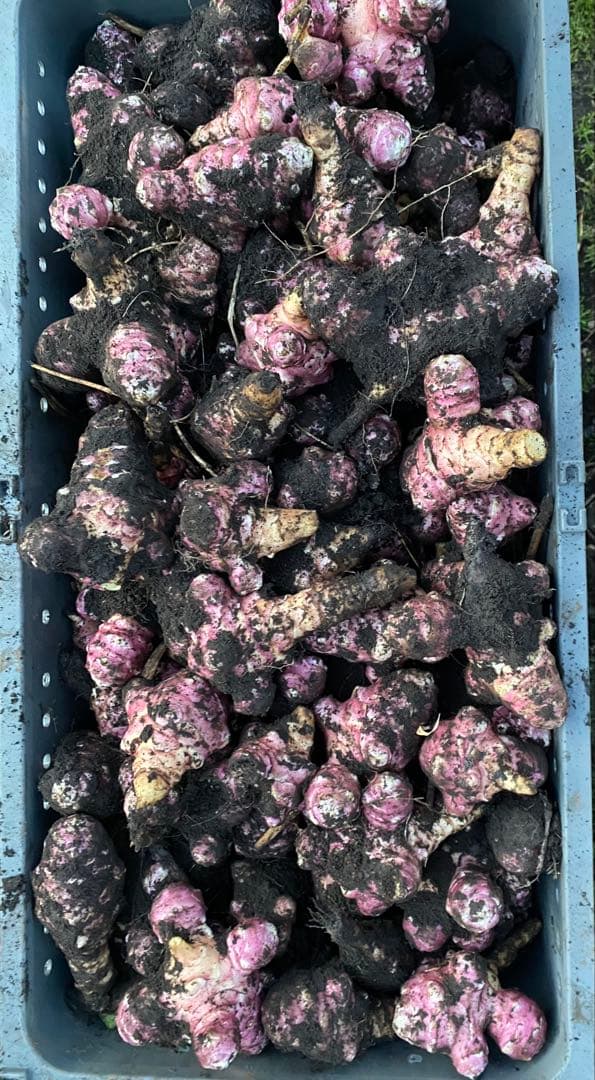 とうちゃん　1/2 青森県産　紫菊芋　箱込み約23kg 農薬不使用