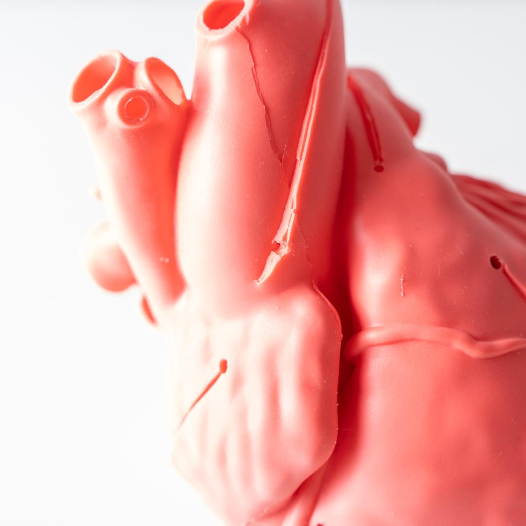 cross medical Cardio Model E.V. 模型 心臓