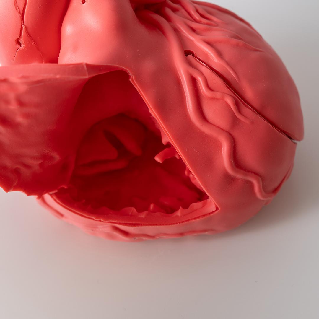 cross medical Cardio Model E.V. 模型 心臓