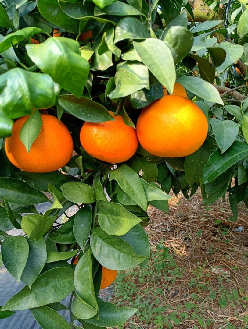 100愛果 まどんな 家庭用 10kg