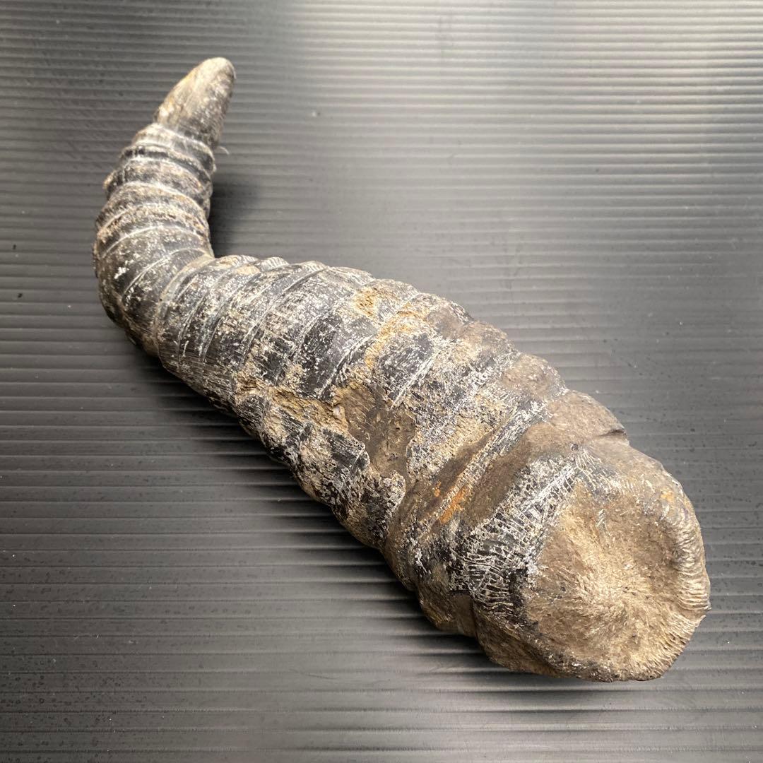 中国 雲南省産 サンゴ化石 希少 大型