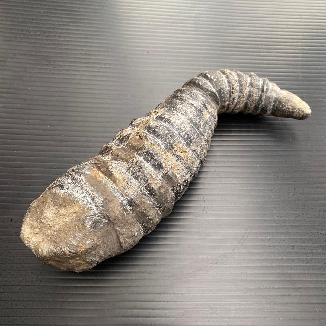 中国 雲南省産 サンゴ化石 希少 大型