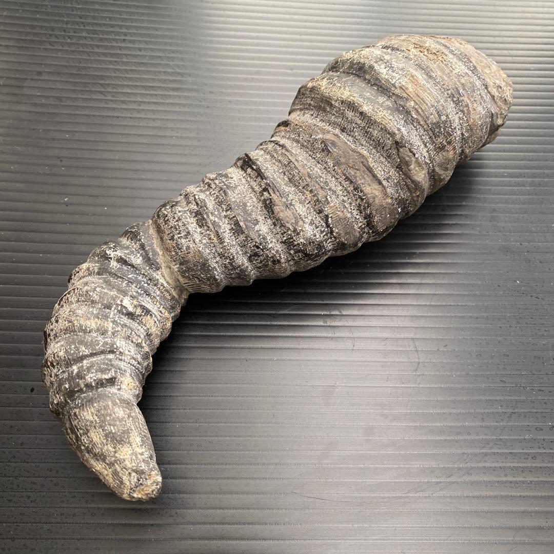 中国 雲南省産 サンゴ化石 希少 大型