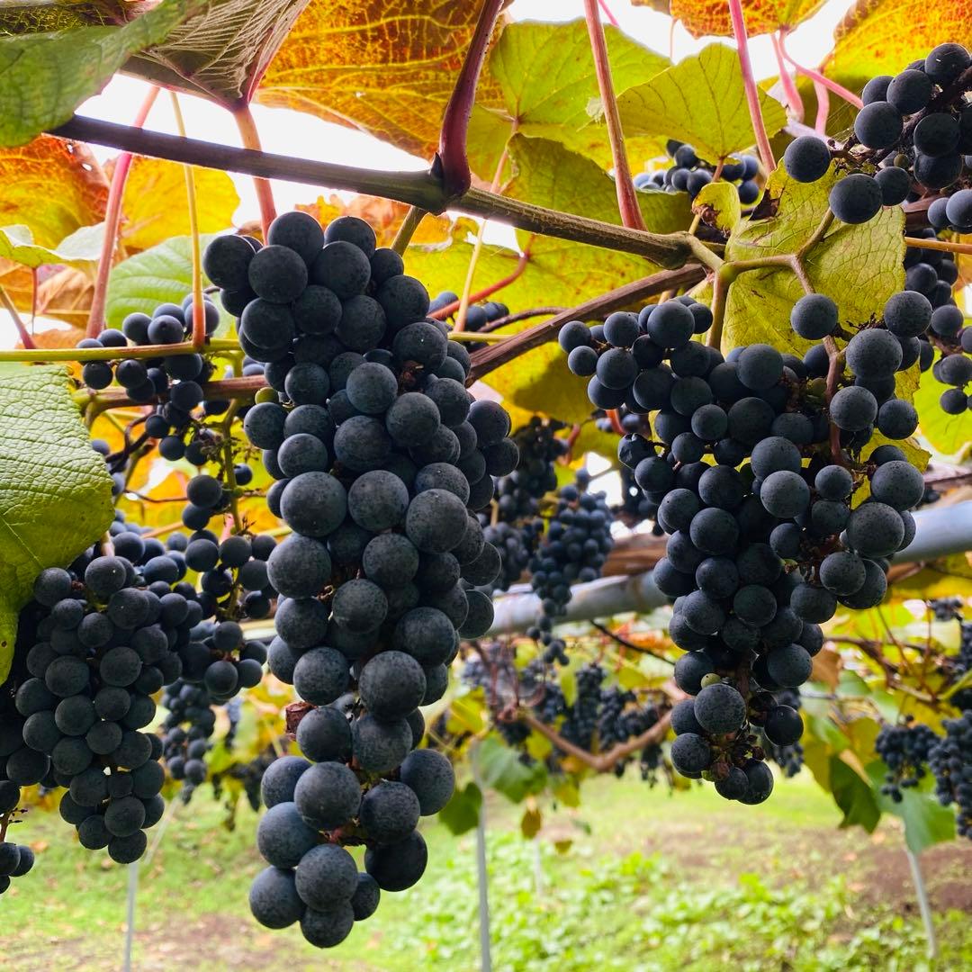 現在糖度20！もぎたてをお届け！スーパーフルーツ山葡萄10kg