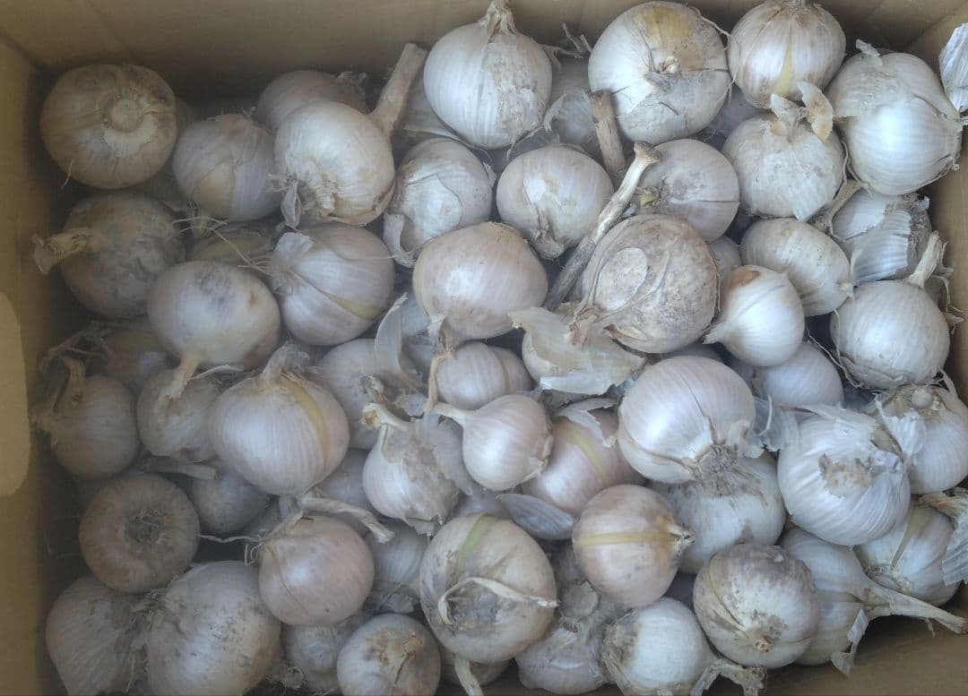 ジャンボにんにく 10kg